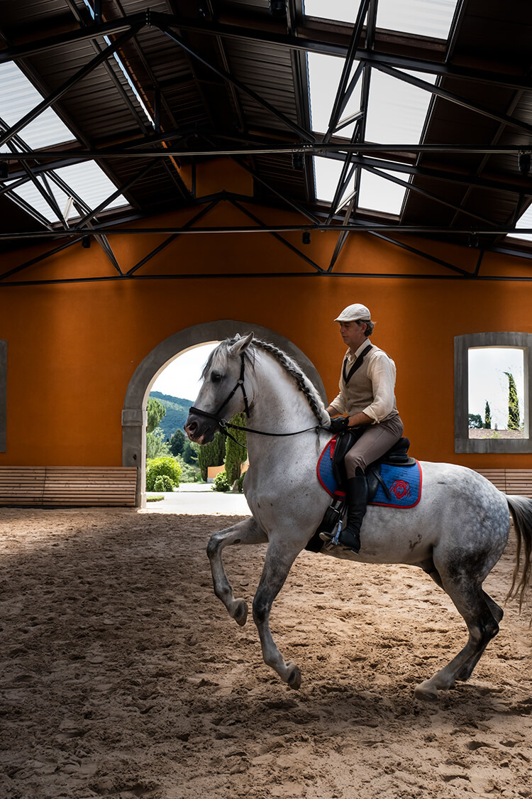 Cavalos Loiros Sorrir Prado Siusi Alpes Trentino Alto Adige Itália