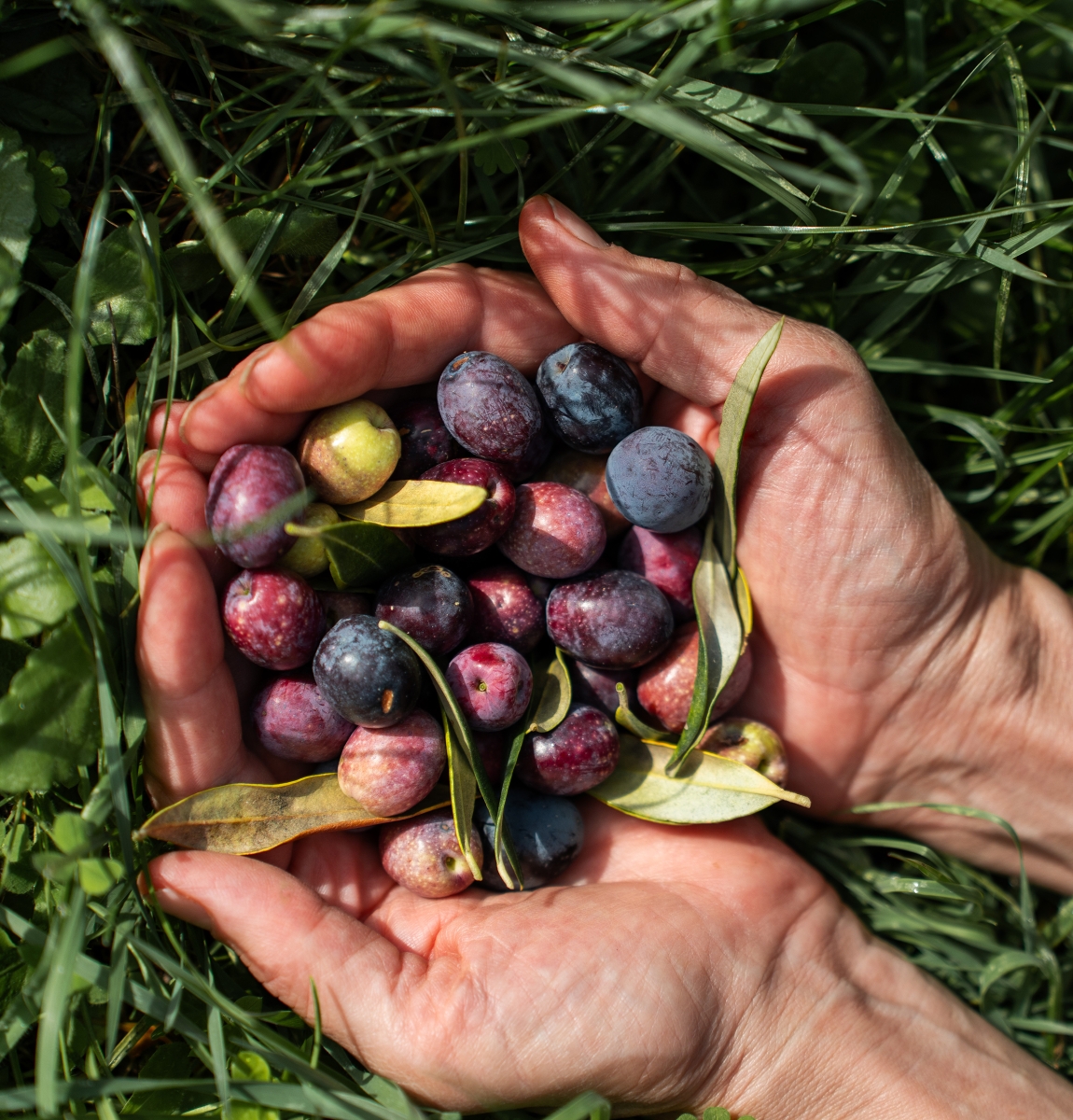 00 landing olive picking desktop