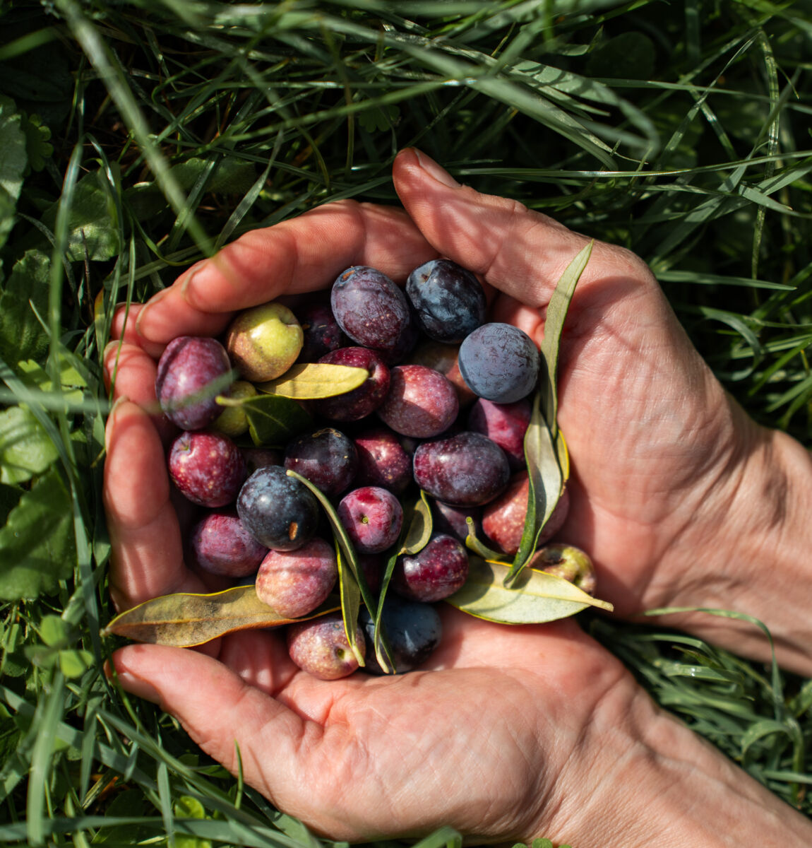 00 landing olive picking desktop