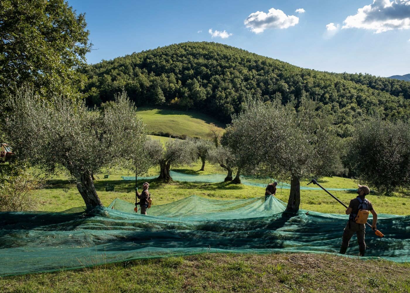 04 parallax media big olive desktop