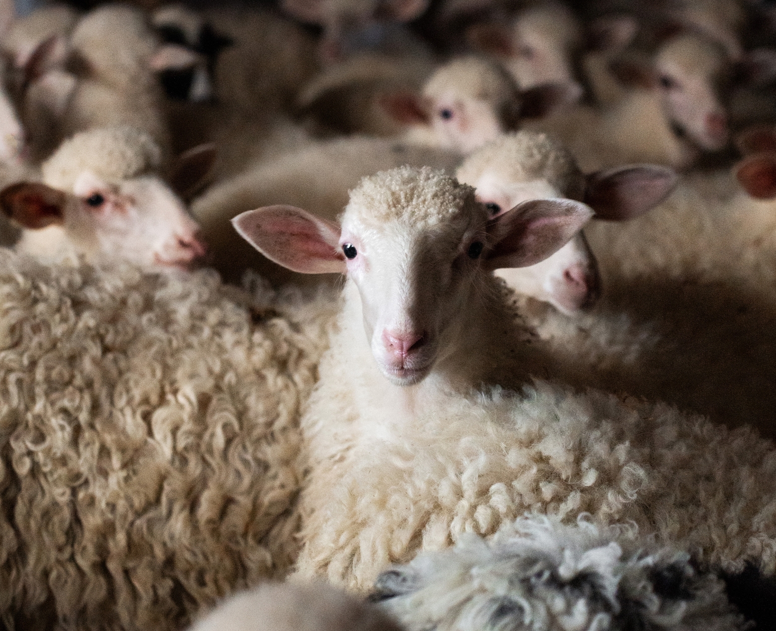 11 parallax square big sheep desktop