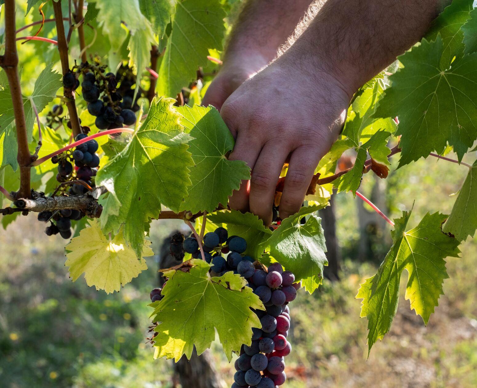 07 image text big VINEYARDS desktop