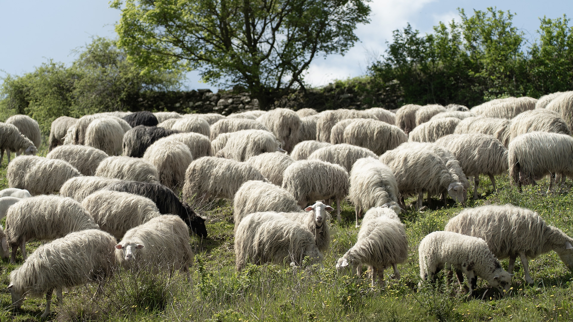 Copertina TWL maggio 25 1920x1080px