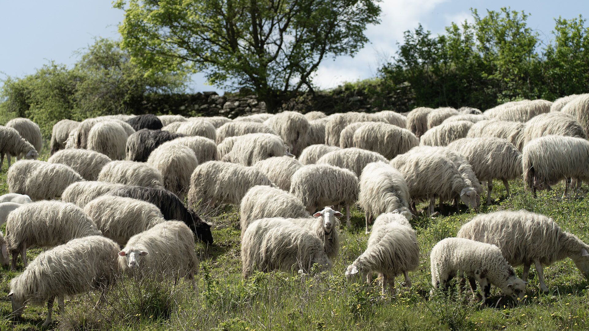 Copertina TWL maggio 25 1920x1080px