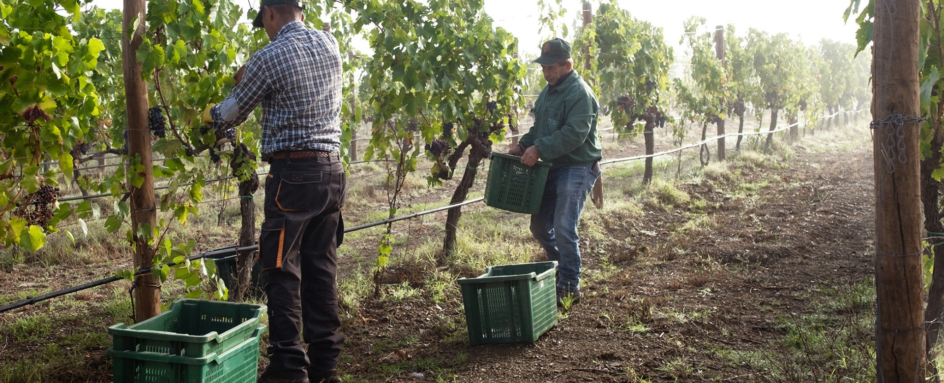 Spumante Landing 2025 04 18 110116 wcbu