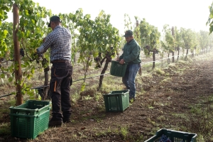 Spumante Landing 2025 04 18 110116 wcbu