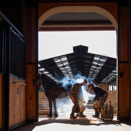 03 image text SMALL double media horses