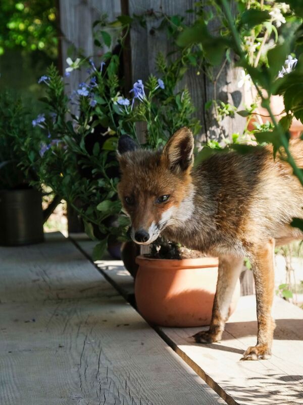 02 parallax media small natural