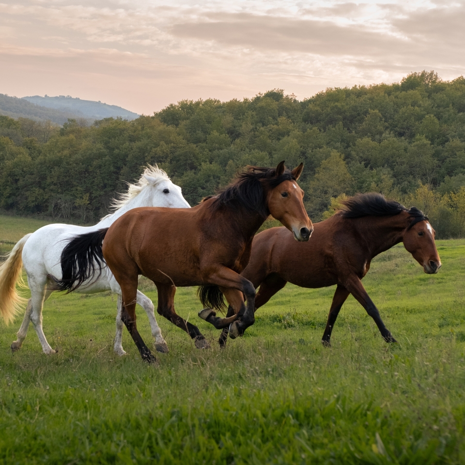 05 image double 50 50 horses 1