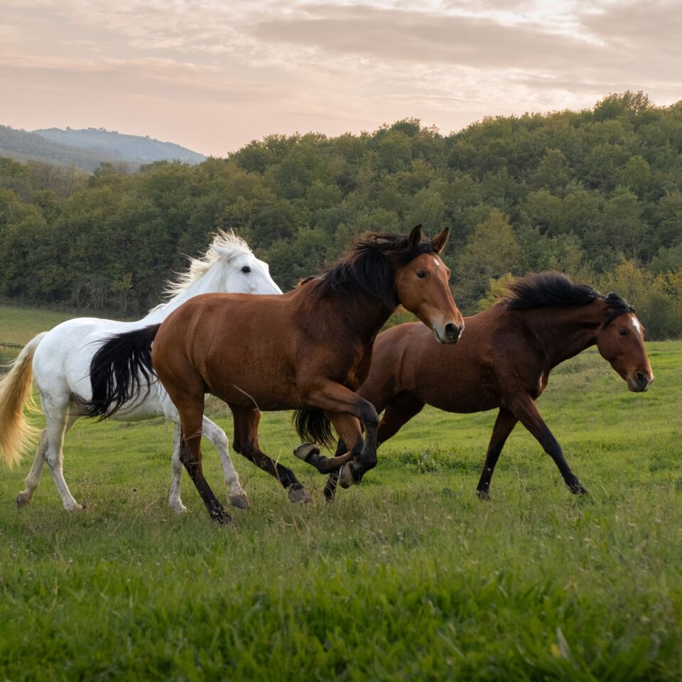 02 image double 50 50 horses 2