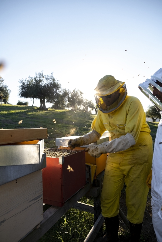 01 queen bee gallery