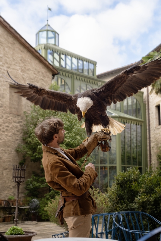 02 falconry gallery