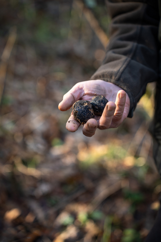 03 truffle hunting gallery