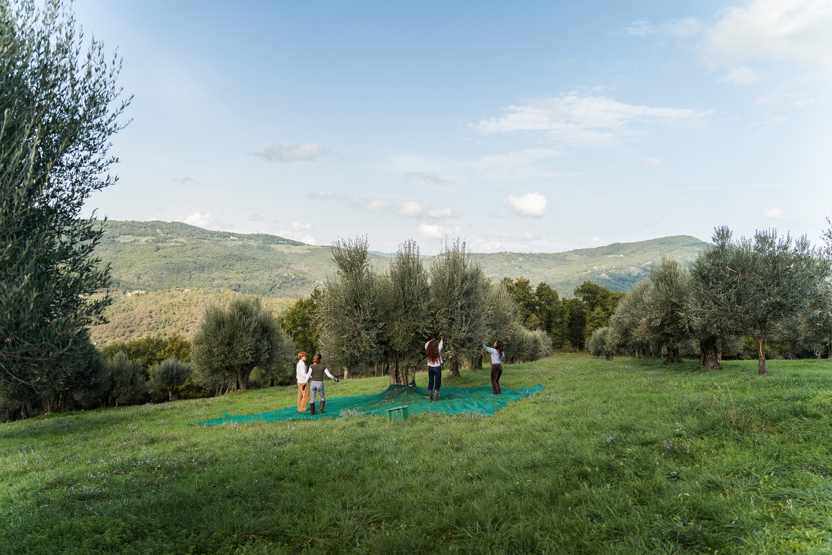 04 olive pcking gallery