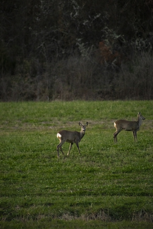 04 wilde side gallery