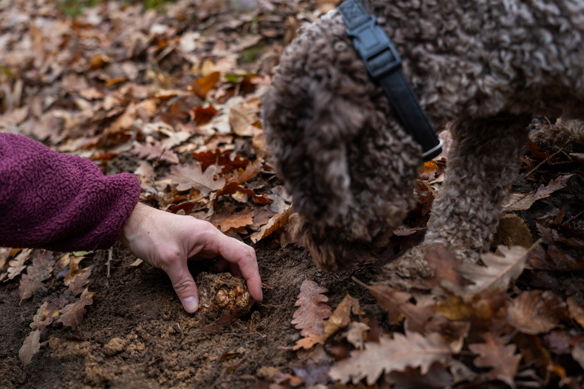 06 truffle hunting gallery