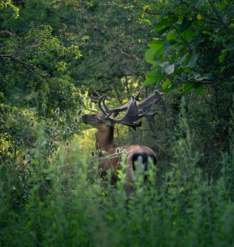 1 2025 03 03 143121 ifhp