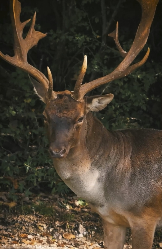 5 2025 02 04 090520 zgsl