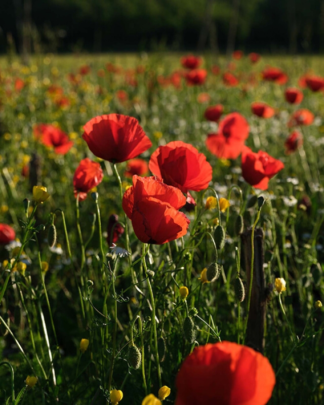 Twl may 2023 horizontal 3