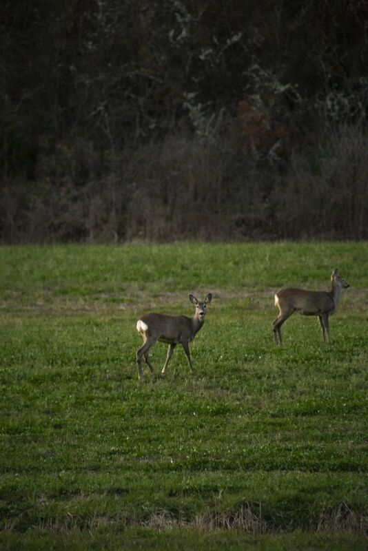 04 wilde side gallery