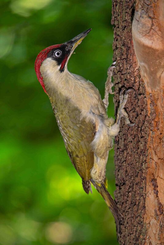 11 wilde side gallery