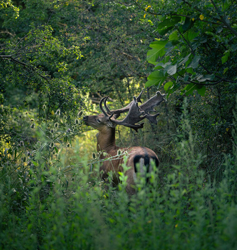 1 2025 03 03 143121 ifhp