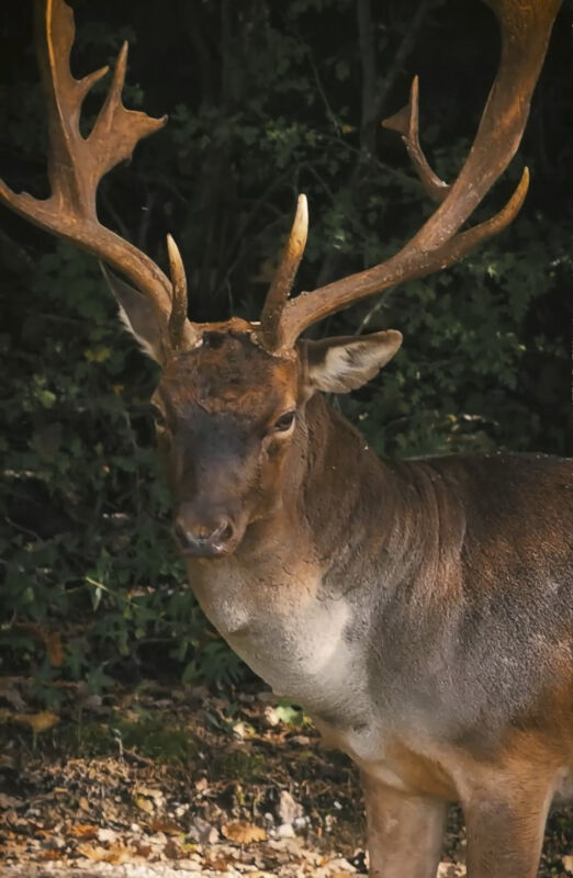 5 2025 02 04 090520 zgsl