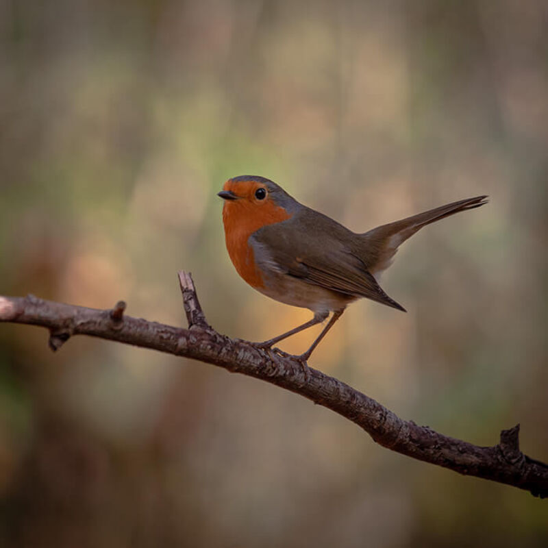 October 2022 horizontal 11